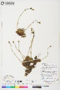 Saxifraga cespitosa image