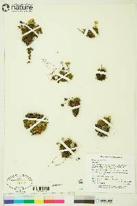 Diapensia lapponica image