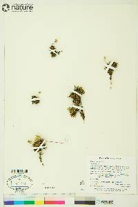 Diapensia lapponica image