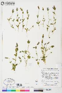 Gentianella propinqua subsp. propinqua image