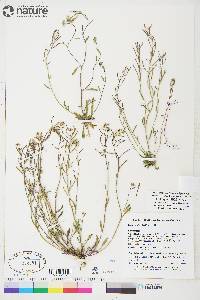 Braya humilis subsp. humilis image