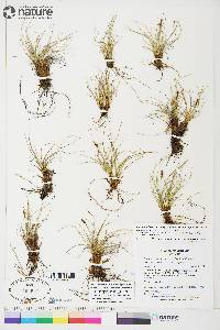 Carex simpliciuscula image