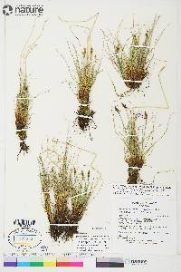 Carex simpliciuscula image