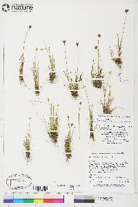 Juncus albescens image