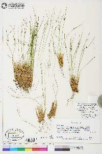 Juncus trifidus image