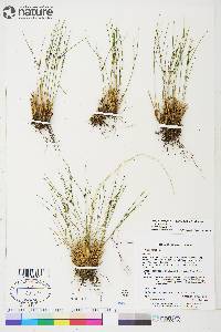 Juncus trifidus image