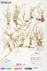 Leymus mollis subsp. villosissimus image