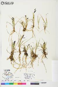 Carex atrofusca image