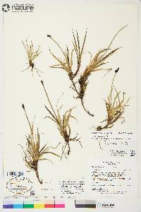 Carex bigelowii subsp. lugens image
