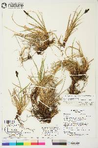 Carex bigelowii subsp. lugens image