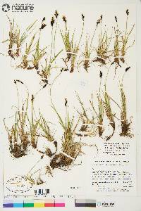 Carex bigelowii subsp. lugens image