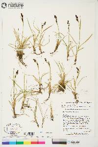 Carex bigelowii image