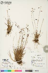 Carex capillaris image