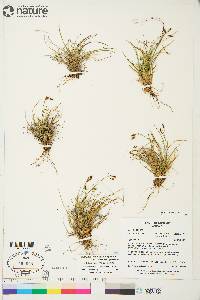 Carex capillaris image