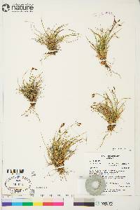 Carex capillaris image