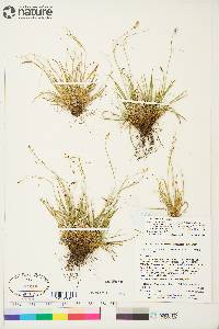 Carex capillaris image