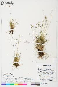 Carex capillaris image