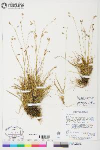 Carex capillaris image