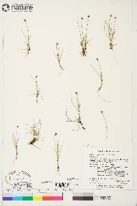 Carex gynocrates image