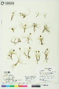 Carex maritima image