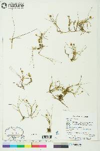 Carex maritima image