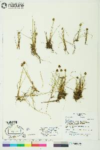 Carex maritima image