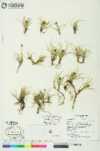 Carex maritima image