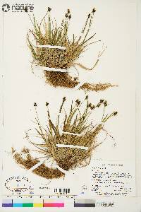 Carex norvegica image