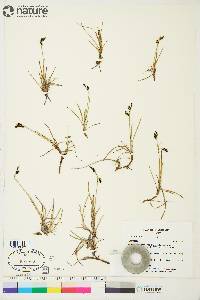 Carex rariflora image