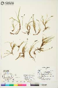 Carex rariflora image