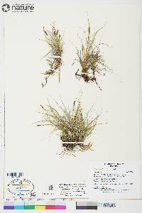 Carex rupestris image