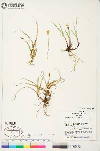 Carex scirpoidea image