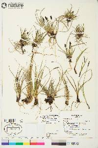 Carex scirpoidea image