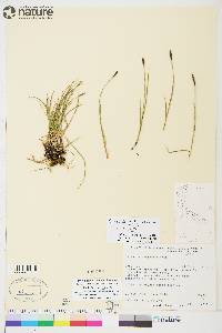 Carex scirpoidea subsp. scirpoidea image