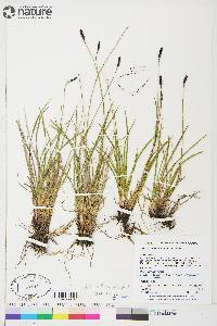 Carex scirpoidea subsp. scirpoidea image