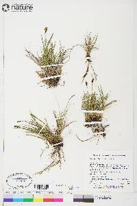 Carex scirpoidea image