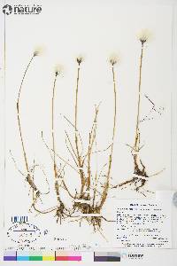 Eriophorum scheuchzeri image