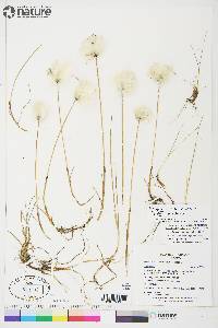 Eriophorum scheuchzeri image