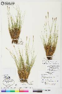Carex myosuroides image