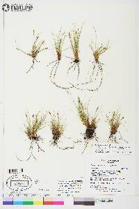 Carex myosuroides image