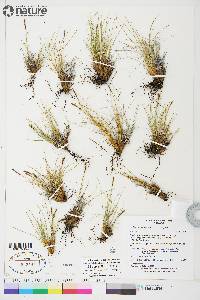 Carex myosuroides image