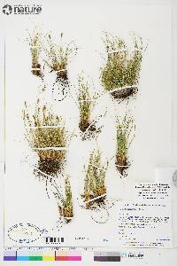 Carex myosuroides image