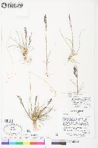 Poa arctica subsp. arctica image