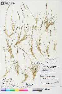 Poa hartzii image