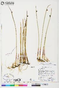 Juncus arcticus subsp. arcticus image