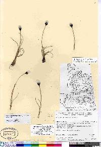 Eriophorum callitrix image