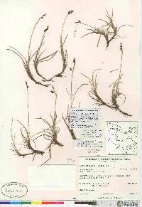 Carex rariflora image