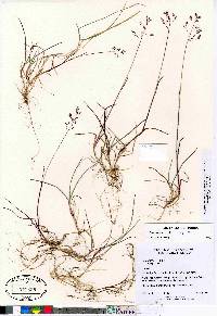 Poa arctica image