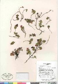 Vaccinium vitis-idaea subsp. minus image