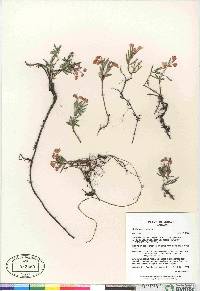 Andromeda polifolia image